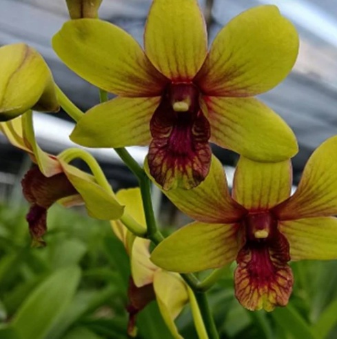 Dendrobium Thongchai Gold Pinwattana - premium exotic orchid plant