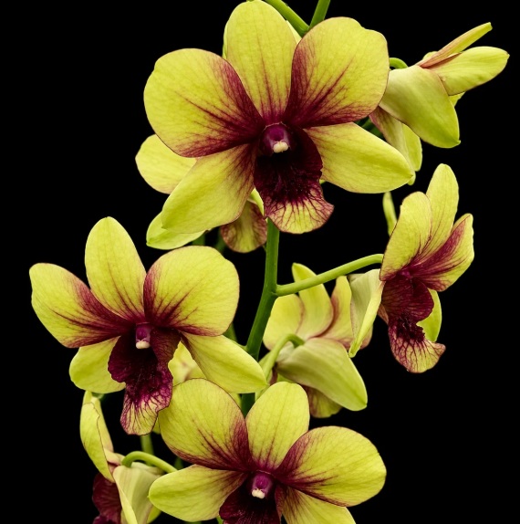Dendrobium Thongchai Gold Pinwattana - premium exotic orchid, photo 2