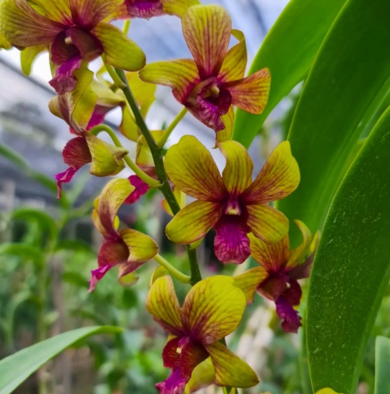 Dendrobium Thongchai Gold Pinwattana - premium exotic orchid, photo 3