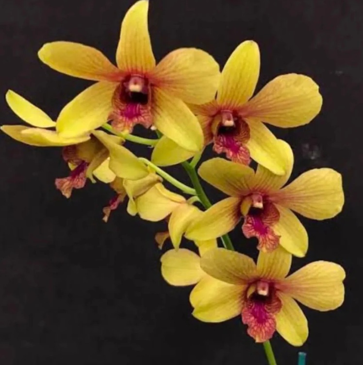Dendrobium Thongchai Pinwattana Boonchu Gold - premium exotic orchid plant