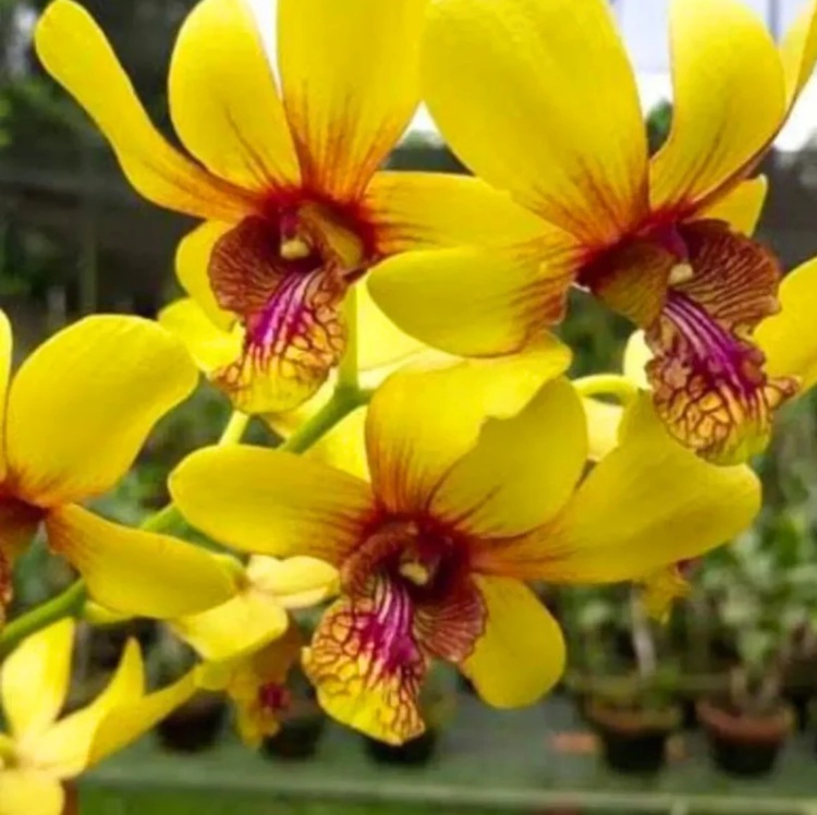 Dendrobium Thongchai Pinwattana Boonchu Gold - premium exotic orchid, photo 2