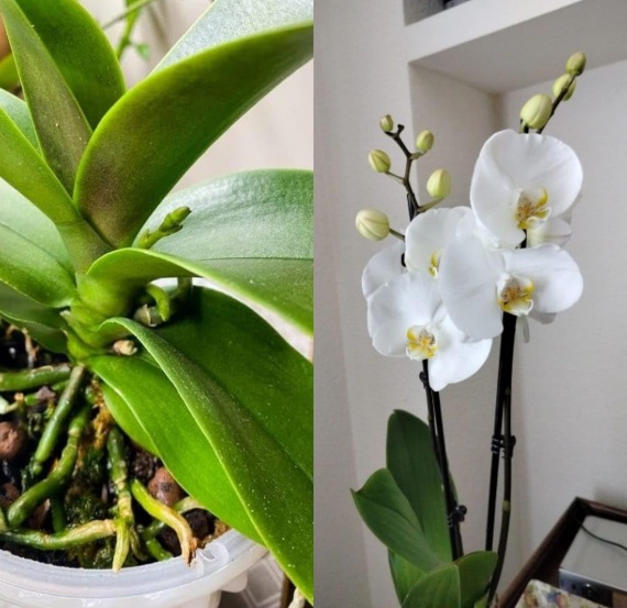 Dendrobium White Dove Orchid (Elegant Orchid Plant) - premium exotic orchid plant
