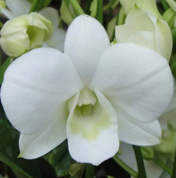 Dendrobium White Dove Orchid (Elegant Orchid Plant) - premium exotic orchid, photo 2