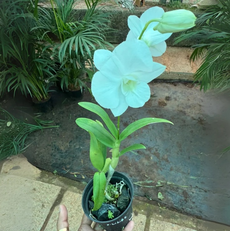 Dendrobium White Dove Orchid (Elegant Orchid Plant) - premium exotic orchid, photo 3