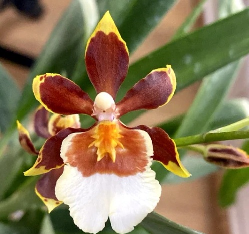 Oncidium Dancing Lady Orchid (Exotic Brown & White) - premium exotic orchid plant