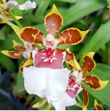 Oncidium Dancing Lady Orchid (Exotic Brown & White) - premium exotic orchid, photo 2