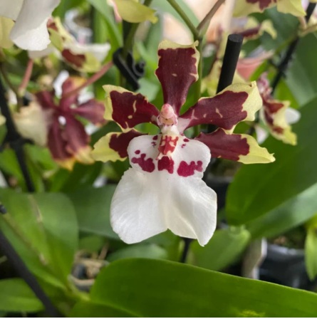 Oncidium Dancing Lady Orchid (Exotic Brown & White) - premium exotic orchid, photo 3