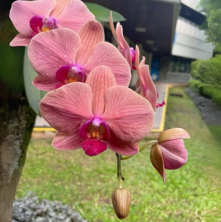 Pink Phalaenopsis Orchid (Elegant Moth Orchid) - premium exotic orchid plant