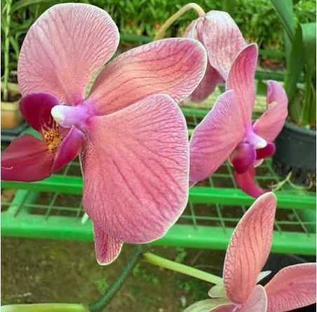 Pink Phalaenopsis Orchid (Elegant Moth Orchid) - premium exotic orchid, photo 2