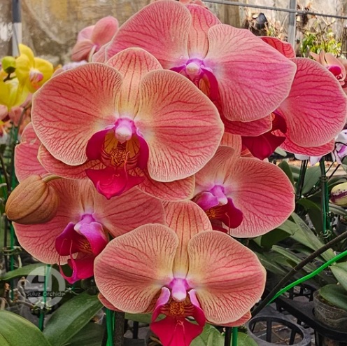 Pink Phalaenopsis Orchid (Elegant Moth Orchid) - premium exotic orchid, photo 3