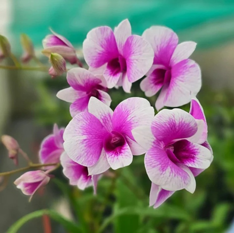 Purple & White Dendrobium Orchid - premium exotic plant