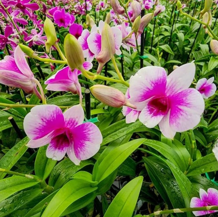 Purple & White Dendrobium Orchid - premium exotic orchid, photo 2