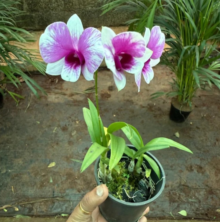 Purple & White Dendrobium Orchid - premium exotic orchid, photo 3