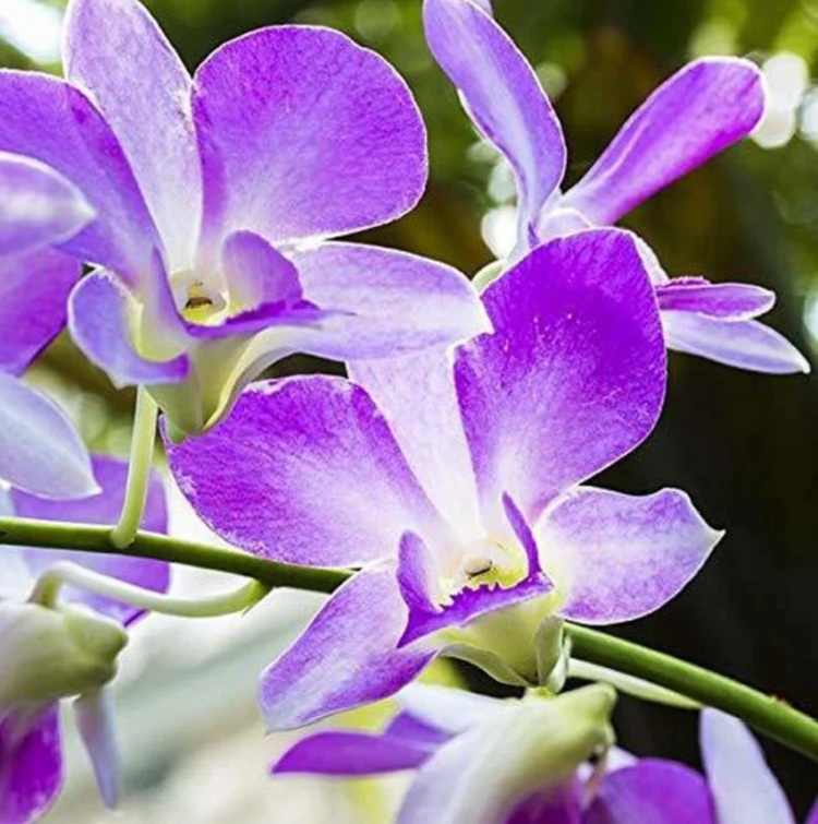 Purple Dendrobium Orchid - premium exotic plant
