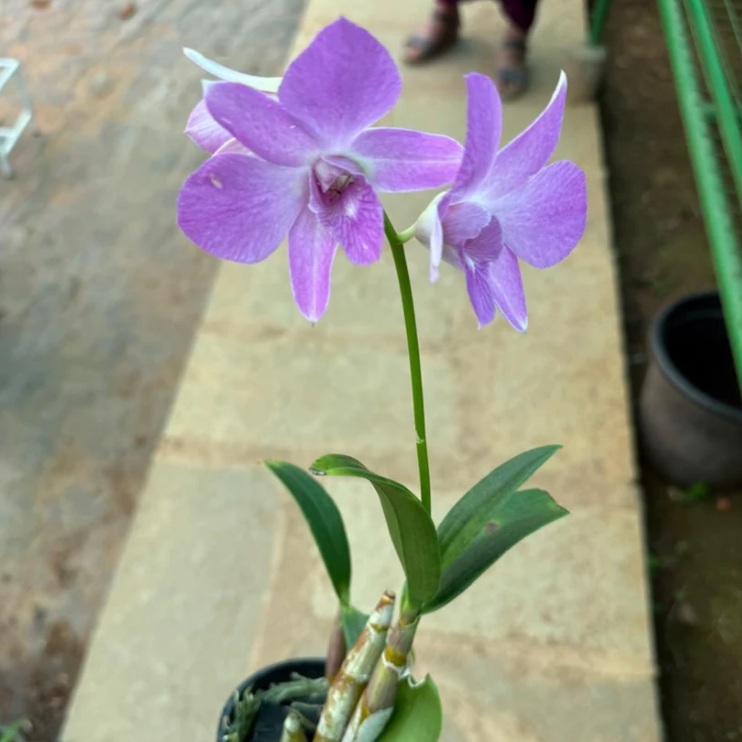 Purple Dendrobium Orchid - premium exotic orchid, photo 2