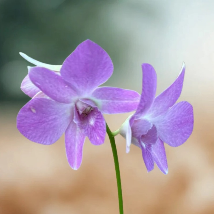 Purple Dendrobium Orchid - premium exotic orchid, photo 3