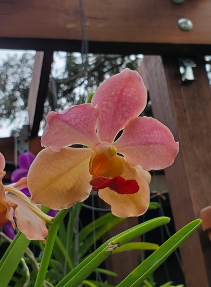 Semi-Terete Vanda Orchid (Mature Plant) - premium exotic plant