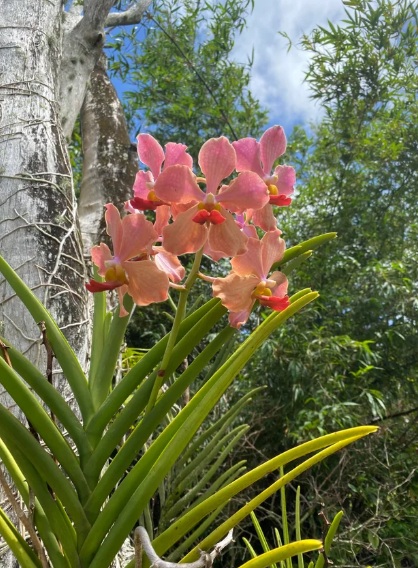 Semi-Terete Vanda Orchid (Mature Plant) - premium exotic orchid, photo 2