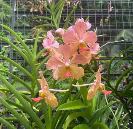 Semi-Terete Vanda Orchid (Mature Plant) - premium exotic orchid, photo 3