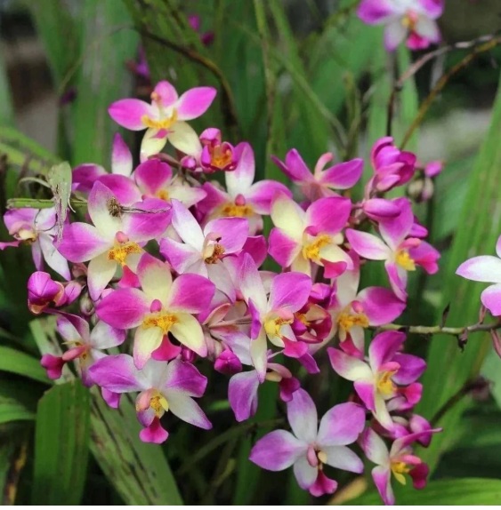 Spathoglottis plicata Giant Pink Ground Orchid - premium exotic orchid plant