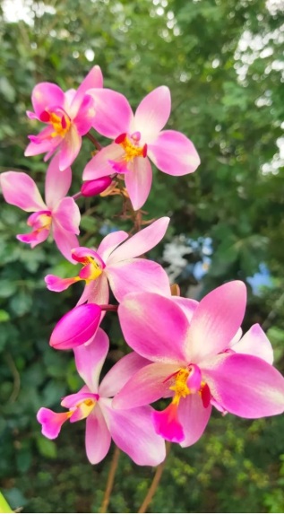 Spathoglottis plicata Giant Pink Ground Orchid - premium exotic orchid, photo 2