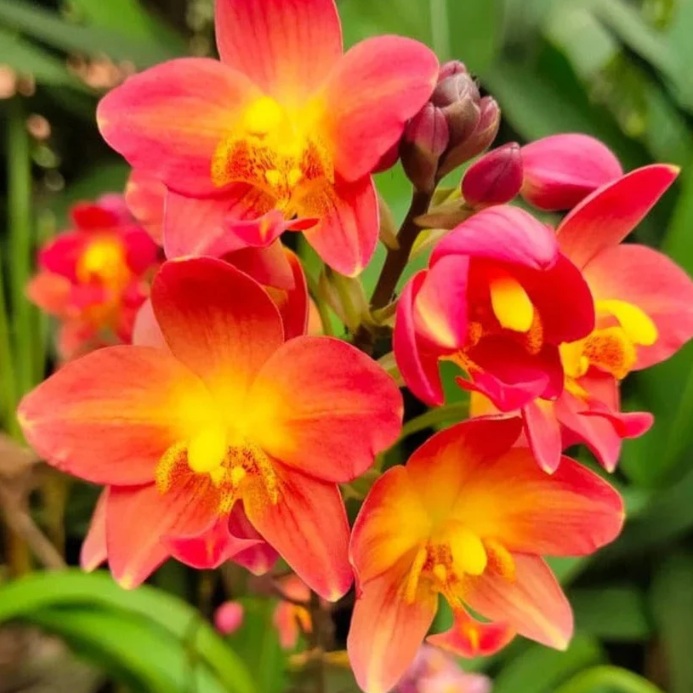 Spathoglottis plicata Red Ground Orchid - premium exotic orchid plant