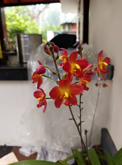 Spathoglottis plicata Red Ground Orchid - premium exotic orchid, photo 2