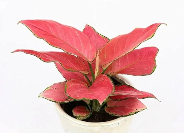 Aglaonema Red Live Plant - rare exotic ornamental plant