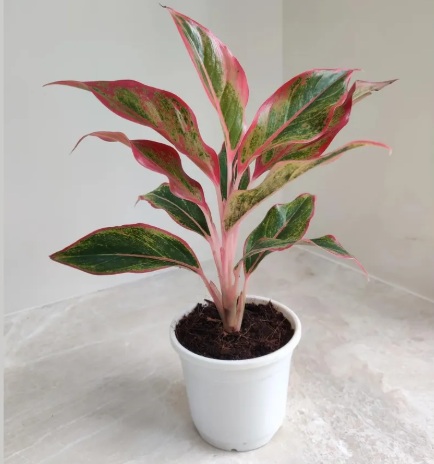 Aglaonema Red Live Plant - exotic ornamental plant, photo 2