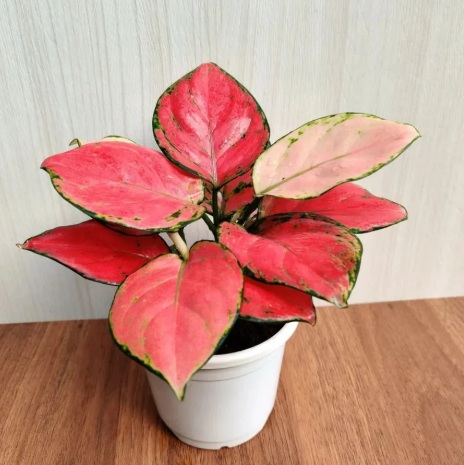 Aglaonema Red Live Plant - exotic ornamental plant, photo 3