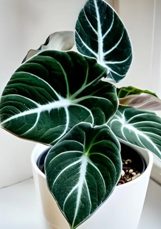 Alocasia Amazonica Plant - rare exotic ornamental plant