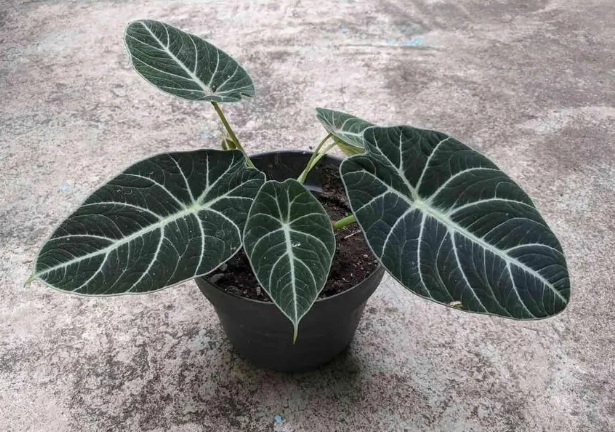 Alocasia Amazonica Plant - exotic ornamental plant, photo 2