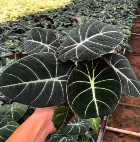 Alocasia Amazonica Plant - exotic ornamental plant, photo 3