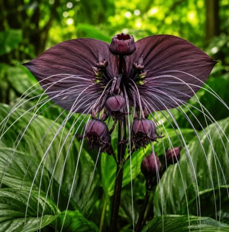 Bat Flower Plant (Tacca chantrieri) - rare exotic ornamental plant