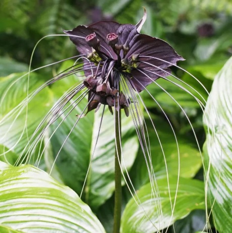 Bat Flower Plant (Tacca chantrieri) - exotic ornamental plant, photo 2