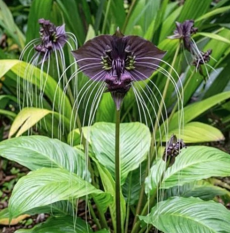 Bat Flower Plant (Tacca chantrieri) - exotic ornamental plant, photo 3