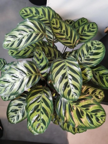 Calathea Peacock - rare exotic ornamental plant