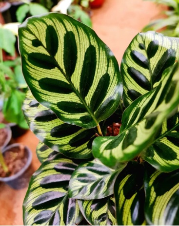 Calathea Peacock - exotic ornamental plant, photo 2