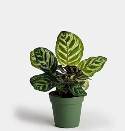 Calathea Peacock - exotic ornamental plant, photo 3