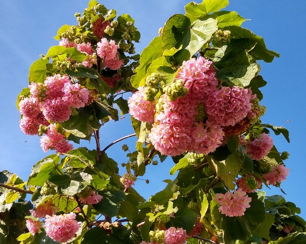 Dombeya Drooping Pink (Dombeya wallichii) - rare exotic ornamental plant, photo 2