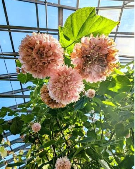 Dombeya Drooping Pink (Dombeya wallichii) - rare exotic ornamental plant, photo 3