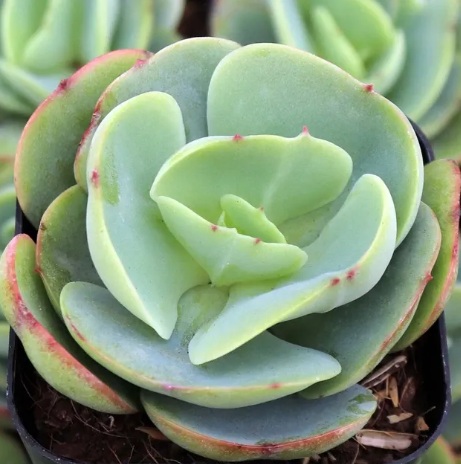 Echeveria Green Spoon Plant - rare exotic ornamental plant
