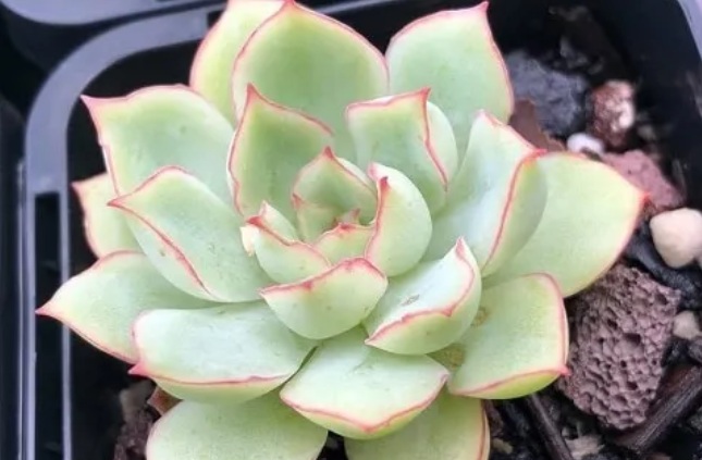 Echeveria Green Spoon Plant - exotic ornamental plant, photo 2