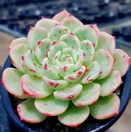 Echeveria Green Spoon Plant - exotic ornamental plant, photo 3
