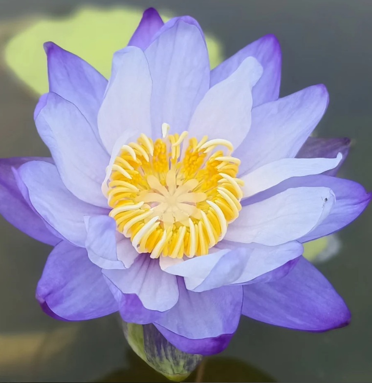 Gigantea Water Lily (Nymphaea gigantea) - rare exotic ornamental plant