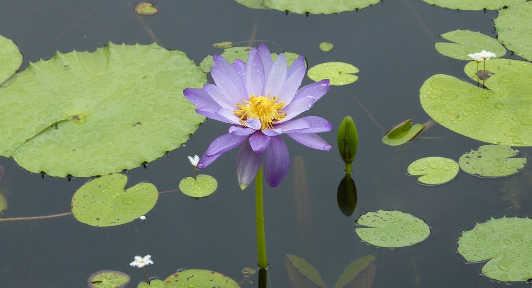 Gigantea Water Lily (Nymphaea gigantea) - exotic ornamental plant, photo 2