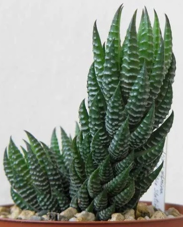 Haworthia Resendeana Succulent Plant - rare exotic ornamental plant