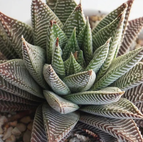 Haworthia Resendeana Succulent Plant - exotic ornamental plant, photo 2