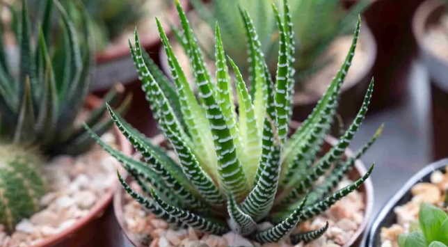 Haworthia Resendeana Succulent Plant - exotic ornamental plant, photo 3