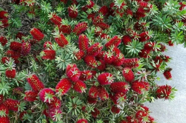 Little John Dwarf Bottlebrush Plant (Callistemon viminalis) - rare exotic ornamental plant